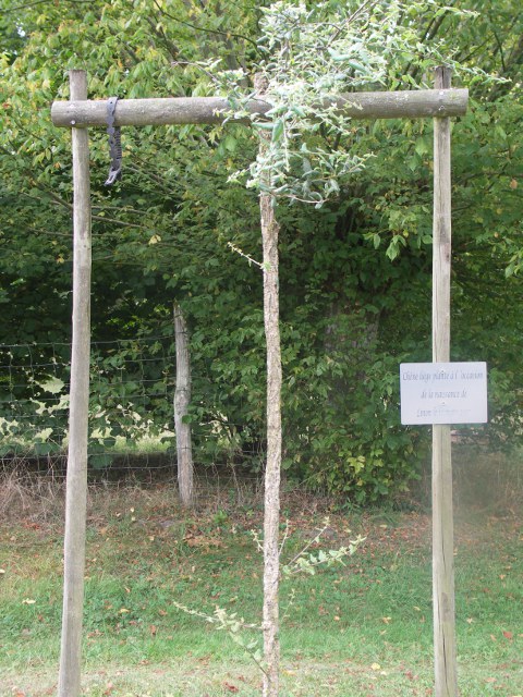 Pindères - chêne liège pour Linon