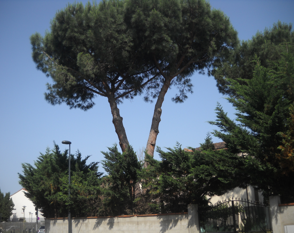 Toulouse - chemin du Fourtou, pins