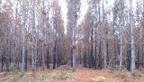 Barbaste - Pignada brûlé en août 2024 entre Peyreblanque et la route de Durance à Cauderoue, près de Caparivet