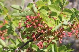 Lo sarrampiu languedocien.